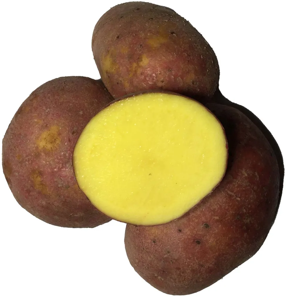 SEEMNEKARTUL BALTIC ROSE A Ø35-55MM, 5KG