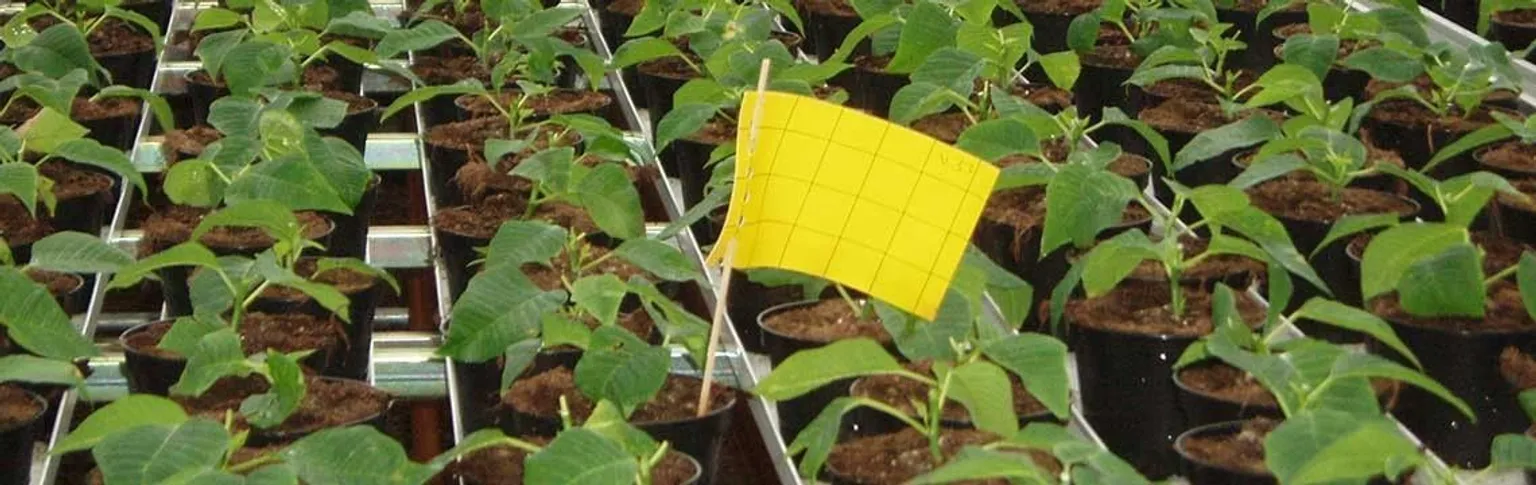 KAHEPOOLNE PÜÜNISPABER CATCH-IT 250X100MM KOLLANE 10TK PAKIS