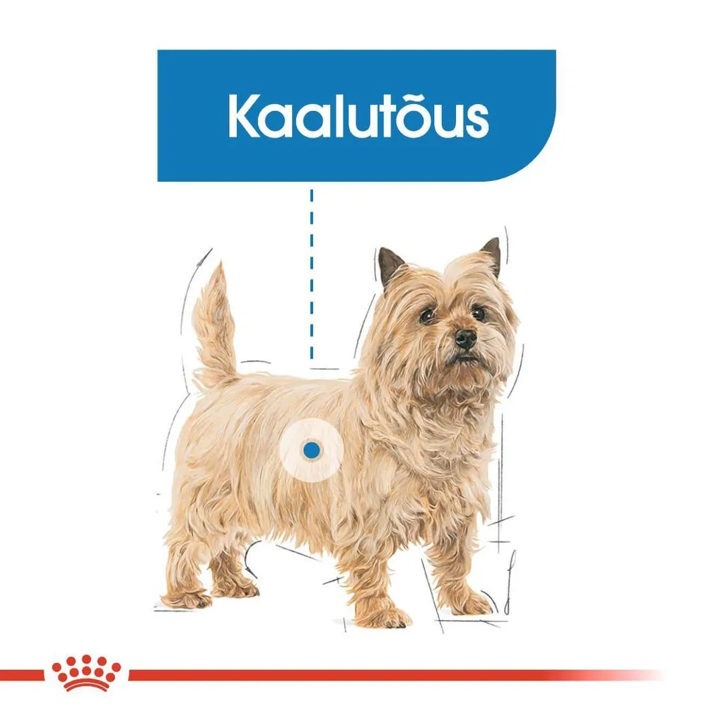KUIVTOIT ROYAL CANIN LIGHT WEIGHT VÄIKEST KASVU KOERTELE 3KG