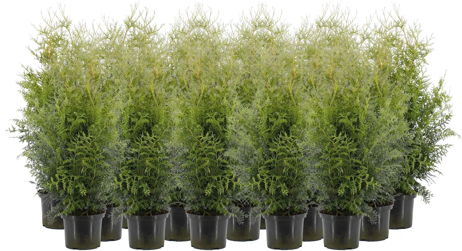 HARILIK ELUPUU "BRABANT" 60-80CM POTT ALUSEL 20 TAIME