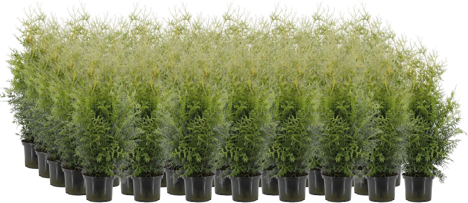 HARILIK ELUPUU "BRABANT" 60-80CM POTT ALUSEL 40 TAIME