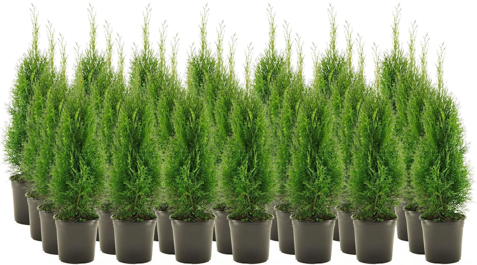 HARILIK ELUPUU "SMARAGD" 60-80CM POTT ALUSEL 30 TAIME