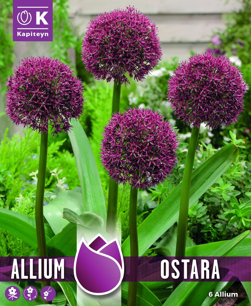 LAUK KAPITEYN OSTARA 6TK