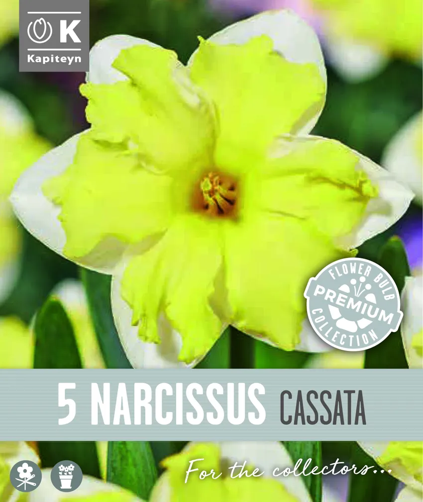 NARTSISS KAPITEYN CASSATA 5TK