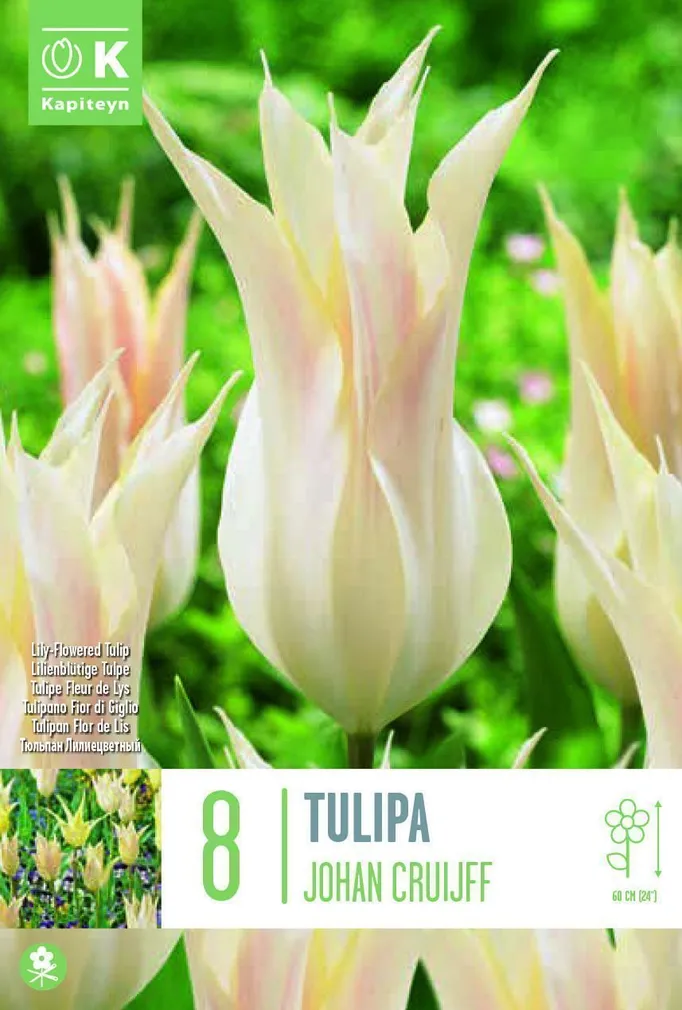 LIILIAÕIELINE TULP KAPITEYN JOHAN CRUIJFF 8TK