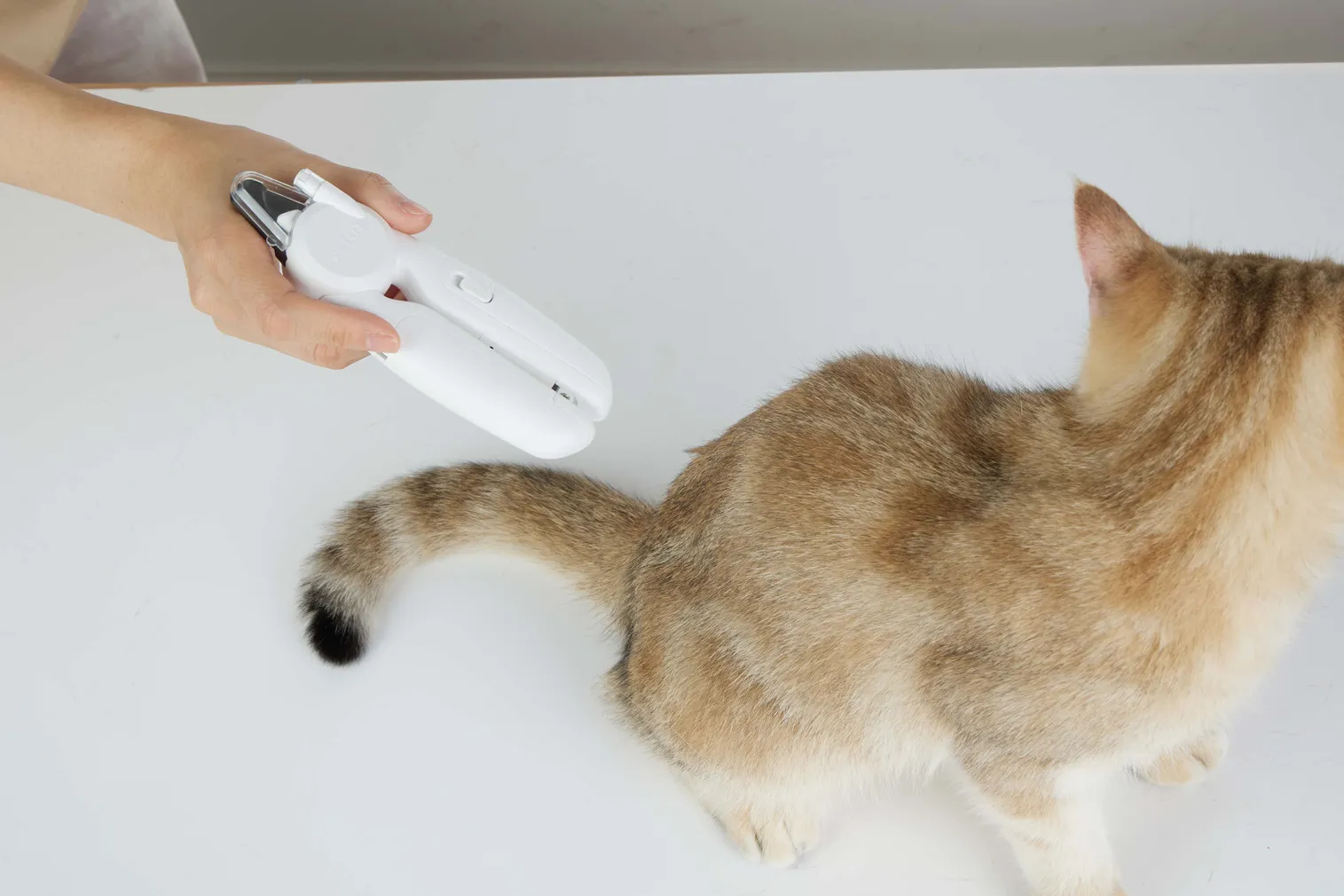 LEMMIKLOOMADE KÜÜNETANGID PETKIT LED-LAMBIGA VALGE