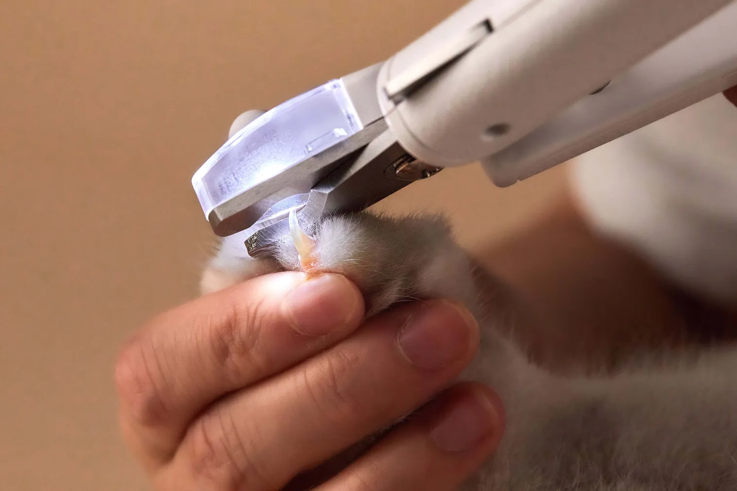 LEMMIKLOOMADE KÜÜNETANGID PETKIT LED-LAMBIGA VALGE