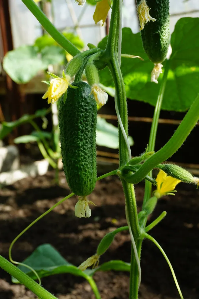 KURK SEKLOS DOLOMIT H, PAKIS 20 SEEMET