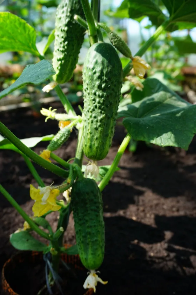 KURK SEKLOS CORVETA H 1,5G