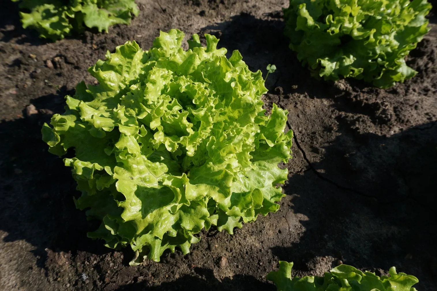 AEDSALAT SEKLOS MELVINE, PAKIS 25 SEEMET