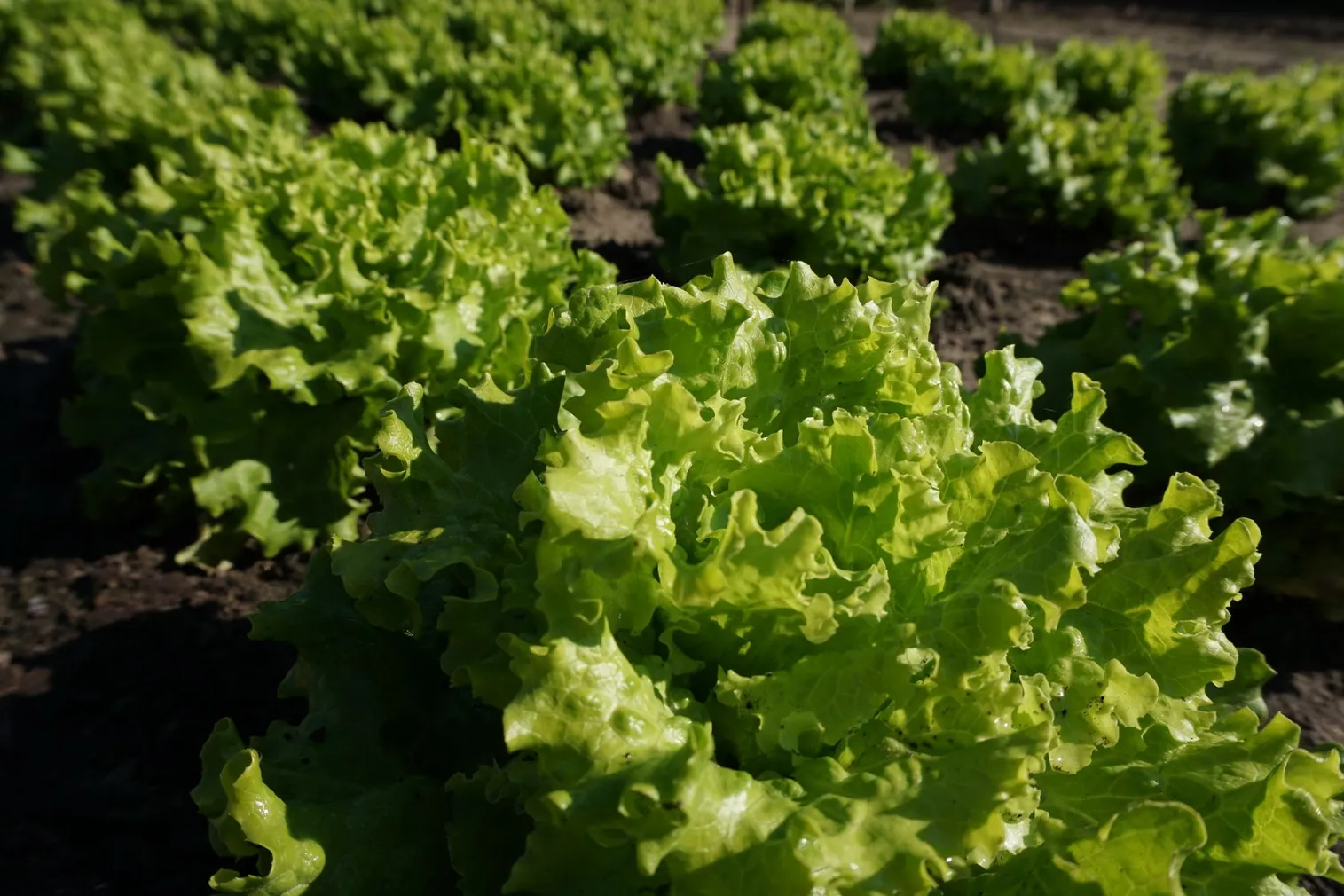 AEDSALAT SEKLOS MELVINE, PAKIS 25 SEEMET