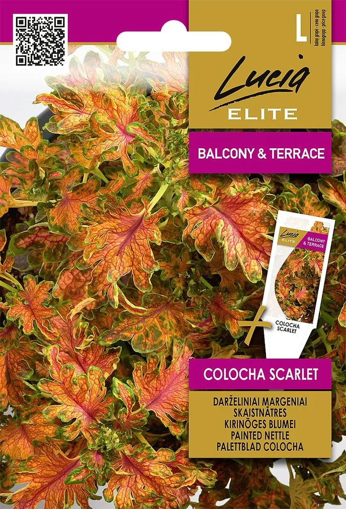 KIRINÕGES SEKLOS BLUMEICOLOCHA SCARLET, PAKIS 25 SEEMET