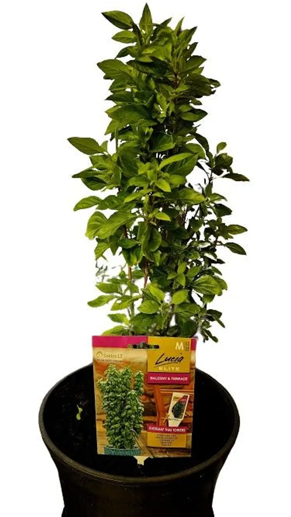 BASIILIK SEKLOS EVERLEAF THAI TOWERS, PAKIS 20 SEEMET