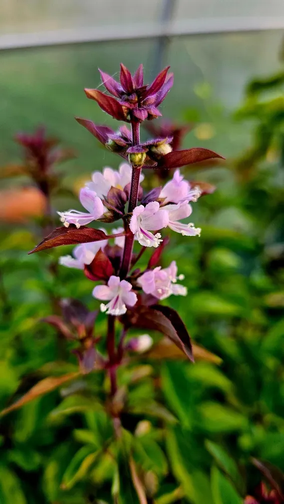 BASIILIK SEKLOS EVERLEAF THAI TOWERS, PAKIS 20 SEEMET