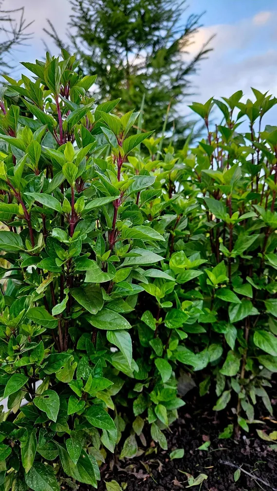 BASIILIK SEKLOS EVERLEAF THAI TOWERS, PAKIS 20 SEEMET