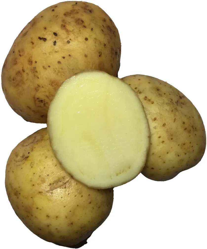 SEEMNEKARTUL SOLIST A Ø35-55MM, 5KG