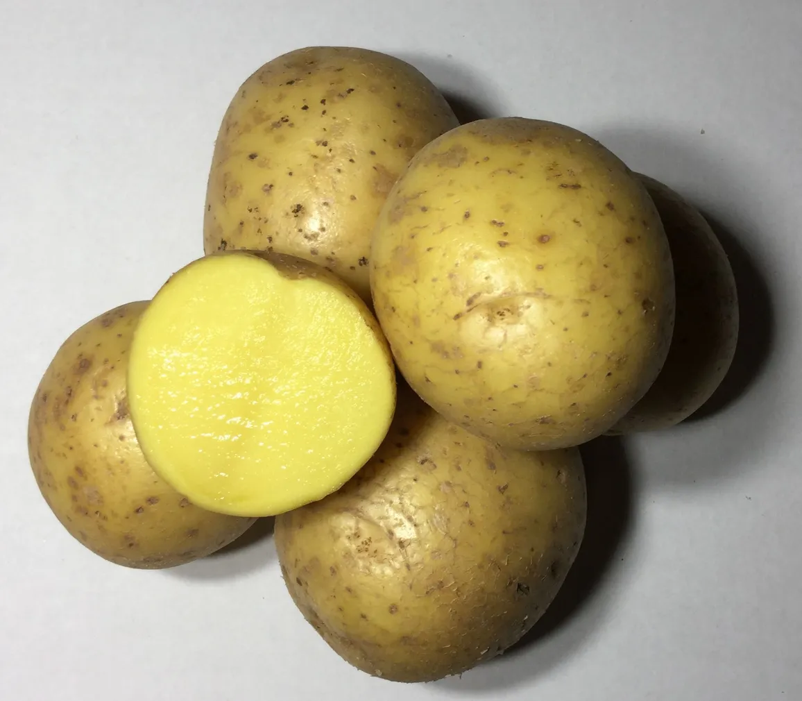 SEEMNEKARTUL GALA A Ø35-55MM, 5KG