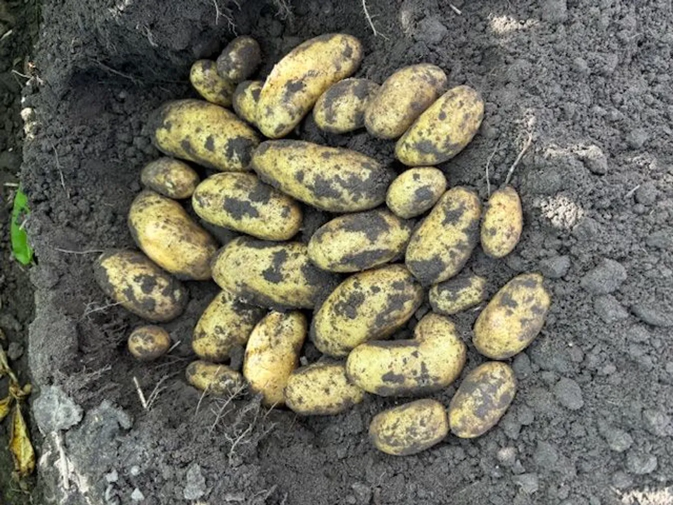 SEEMNEKARTUL JOLA E Ø35-55MM, 5KG