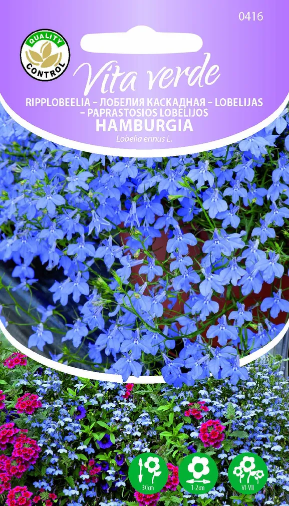 RIPPLOBEELIA HAMBURGIA