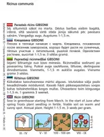 SEEMNED KURZEMES SEKLAS RIITSINUS GIBSONII 5 SEEMET