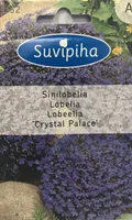 LILLESEEMNED SUVIPIHA LOBEELIA CHRYSTAL PALACE 