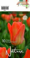 LILLESIBUL TULP ORANGE EMPEROR 10TK PAKIS
