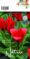LILLESIBUL TULP KAUFM. SHOWWINNER 10TK PAKIS