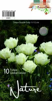LILLESIBUL TULP DBL. EARLY GLOBAL DESIRE 10TK PAKIS