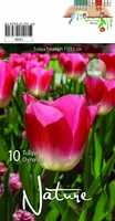 LILLESIBUL TULP TRIUMPH DYNASTY 10TK PAKIS