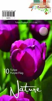 LILLESIBUL TULP TRIUMPH PURPLE FLAG 10TK PAKIS