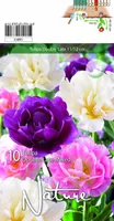 LILLESIBUL TULP DBL. LATE PAEONIFL. 10TK PAKIS