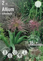 LILLESIBUL LAUK SCHUBERTII 2TK PAKIS