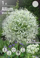 LILLESIBUL LAUK WHITE GIANT 1TK PAKIS