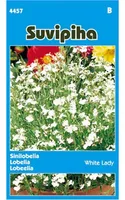 LILLESEEMNED SUVIPIHA LOBEELIA WHITE LADY VALGE 