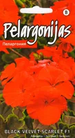 SEEMNED KURZEMES SEKLAS PELARGOON BLACK VELVET SCARLET F1 5 S