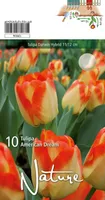 LILLESIBUL TULP DWH AMERICAN DREAM 10TK PAKIS