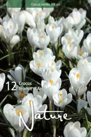 LILLESIBUL KROOKUS BIGFL. JEANNE D'ARC 12TK PAKIS