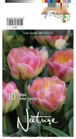 LILLESIBUL TULP DBL. LATE CREME UPSTAR 10TK PAKIS