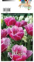 LILLESIBUL TULP CRISPA DALLAS 10TK PAKIS
