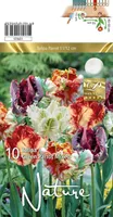 LILLESIBUL TULP PARROT MIX 10TK PAKIS