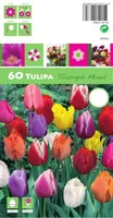 LILLESIBUL TULP TRT MIX 60TK PAKIS
