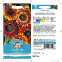 LILLESEEMNED PÄEVALILL EVENING SUN