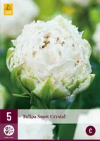LILLESIBUL JUB TULP SNOW CRYSTAL 5TK PAKIS