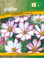 LILLESEEMNED GO GROW HARILIK KOSMOS CANDY STRIPE