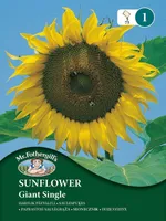 LILLESEEMNED MR FOTHERGILL’S HARILIK PÄEVALILL GIANT SINGLE