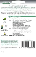 LILLESEEMNED JOHNSON’S SCHEUCHZERI RAPUNTSEL