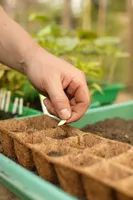 KOOKOSPOTTIDEST KÜLVIKASSETT MARY'S GARDEN BIO, 12 KOHTA, 10X32CM