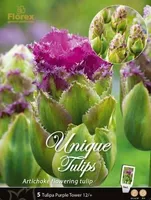 LILLESIBUL TULP PURPLE TOWER 7TK PAKIS