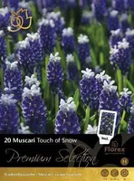 LILLESIBUL EBAHÜATSINT FLOREX TOUCH OF SNOW 7/8 20TK PAKIS