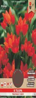 LILLESIBUL MADALAKASVULINE TULP FLOREX PRAESTANS FUSILIER 8TK PAKIS